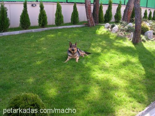 macho & daisy Erkek Alman Çoban Köpeği