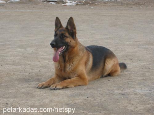 Kontes von Tank Dişi Alman Çoban Köpeği