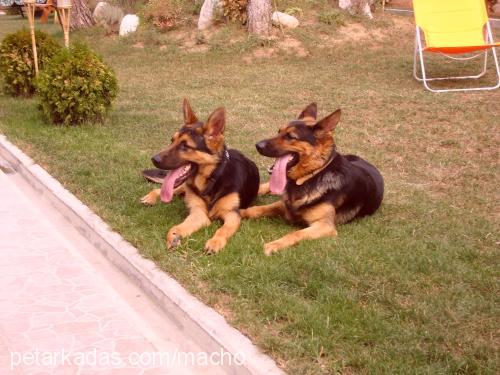 macho & daisy Erkek Alman Çoban Köpeği