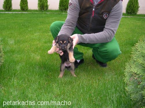 macho & daisy Erkek Alman Çoban Köpeği