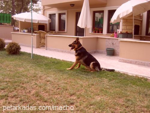 macho & daisy Erkek Alman Çoban Köpeği