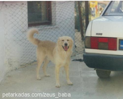 zeus Erkek Golden Retriever