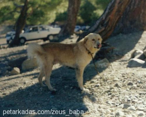 zeus Erkek Golden Retriever