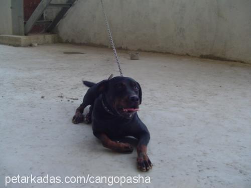 cango Erkek Rottweiler