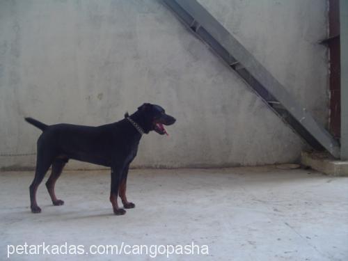 cango Erkek Rottweiler