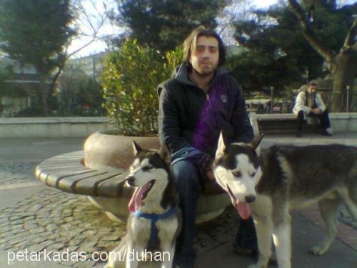 kontes Dişi Sibirya Kurdu (Husky)