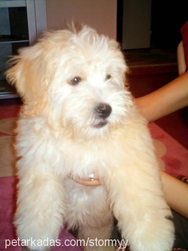 tatlış Dişi Bichon Havanese