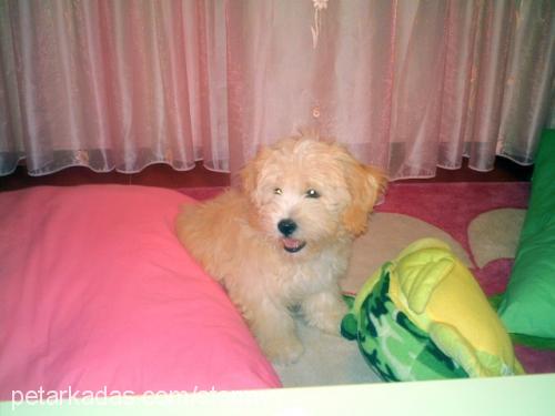 tatlış Dişi Bichon Havanese