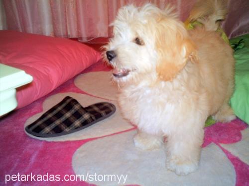 tatlış Dişi Bichon Havanese