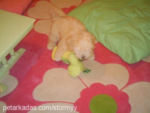 tatlış Dişi Bichon Havanese