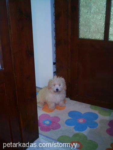 tatlış Dişi Bichon Havanese