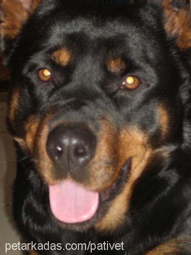 NİDAN Dişi Rottweiler