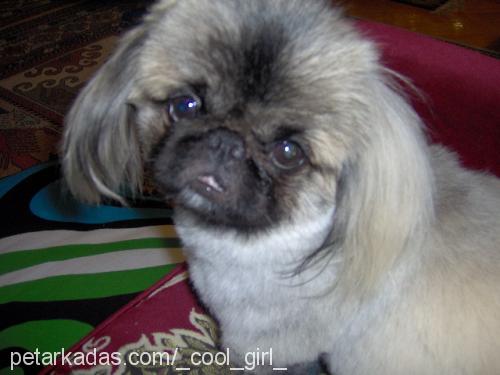 zeytin Erkek Pekingese