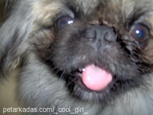 zeytin Erkek Pekingese