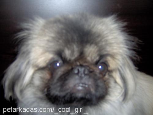 zeytin Erkek Pekingese