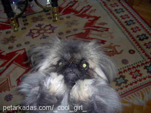 zeytin Erkek Pekingese