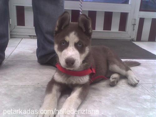 Aragorn Erkek Sibirya Kurdu (Husky)