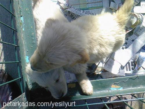 14 kafadar Dişi Golden Retriever