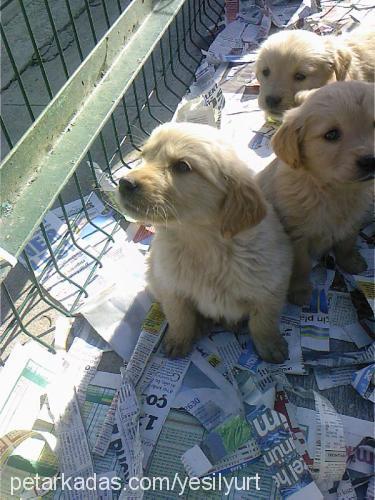 14 kafadar Dişi Golden Retriever