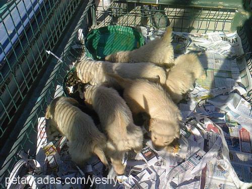 14 kafadar Dişi Golden Retriever