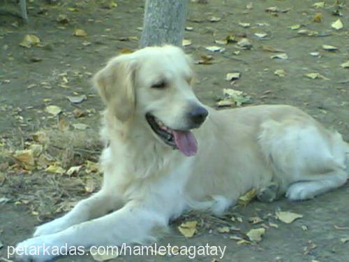 hamlet Erkek Golden Retriever