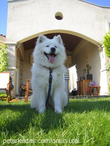 Şerbet Erkek Samoyed