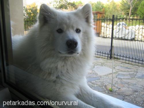 Şerbet Erkek Samoyed