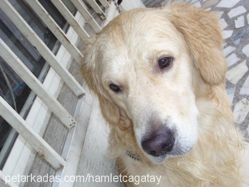 hamlet Erkek Golden Retriever