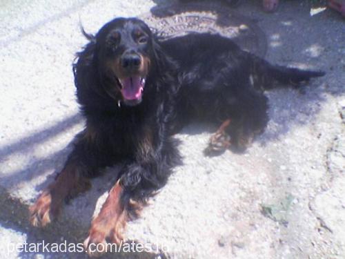 ates Erkek Gordon Setter