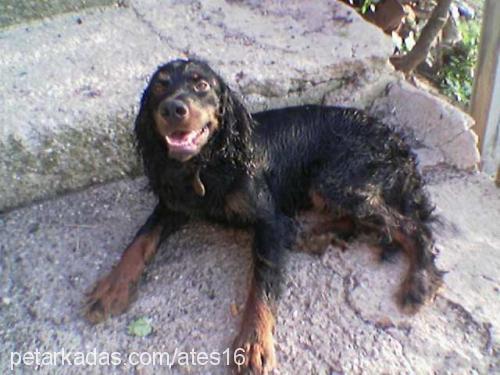 ates Erkek Gordon Setter