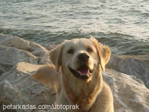 çamur Erkek Golden Retriever