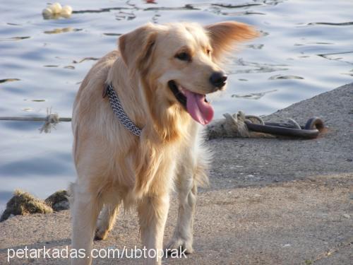 çamur Erkek Golden Retriever