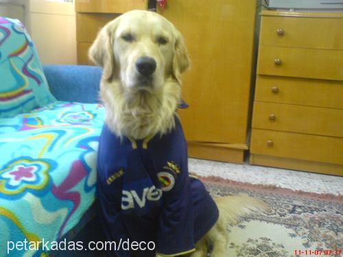 duman Erkek Golden Retriever