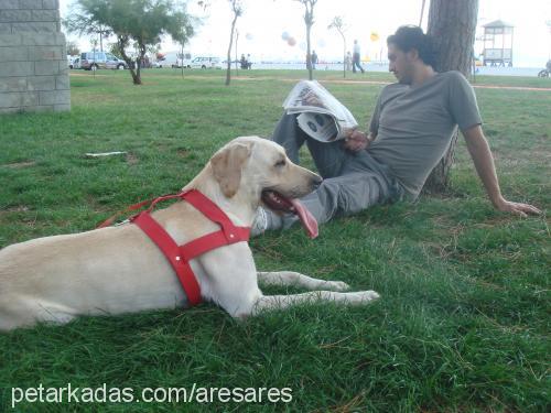 ARES Erkek Labrador Retriever