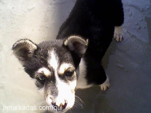 deyzy Dişi Sibirya Kurdu (Husky)