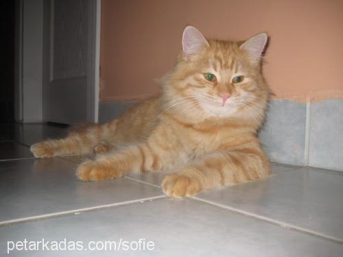 SOFİE Dişi Maine Coon