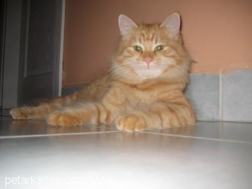 SOFİE Dişi Maine Coon