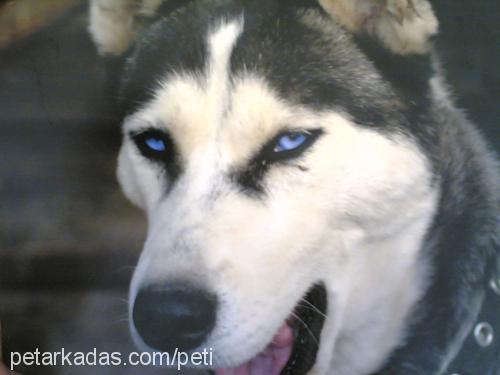 nadia Dişi Sibirya Kurdu (Husky)