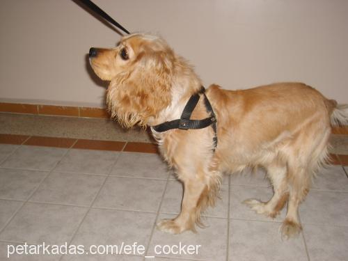 efe Erkek Amerikan Cocker Spaniel