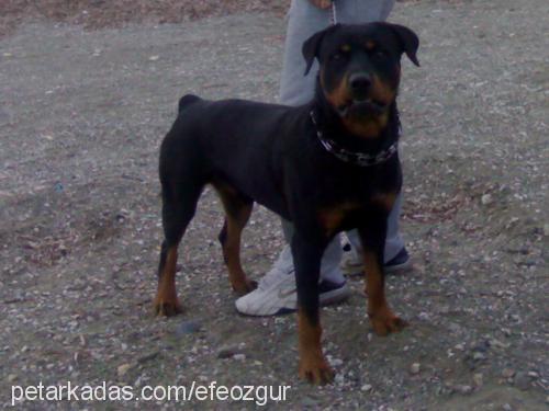 ateŞ Erkek Rottweiler