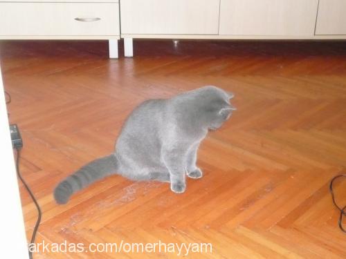 arthur Erkek British Shorthair