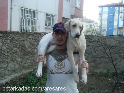 ARES Erkek Labrador Retriever