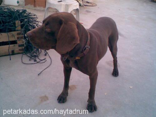 samur Erkek Labrador Retriever