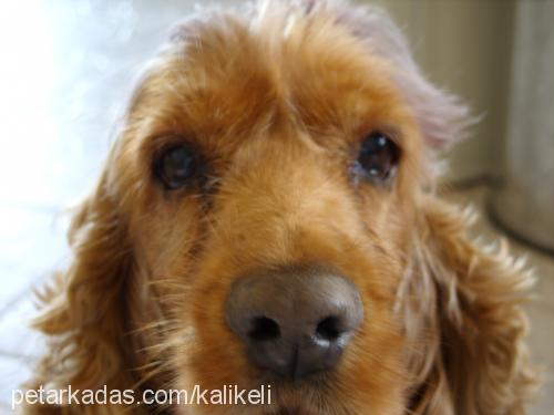 zilli Dişi İngiliz Cocker Spaniel