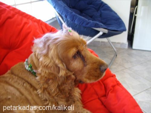 zilli Dişi İngiliz Cocker Spaniel