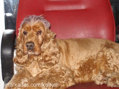 zilli Dişi İngiliz Cocker Spaniel