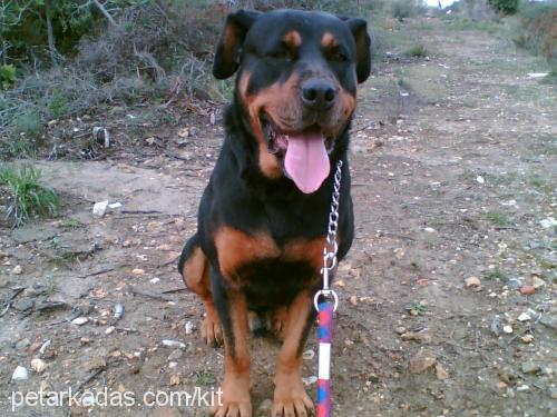 kİt Erkek Rottweiler