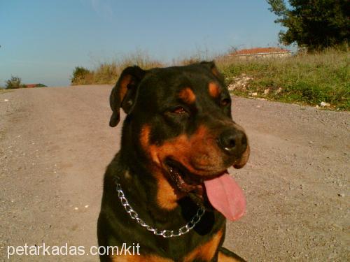 kİt Erkek Rottweiler