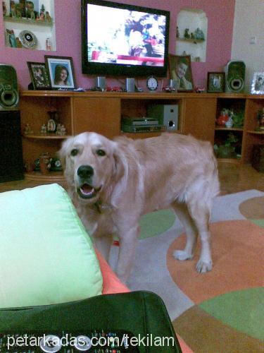 tekila Erkek Golden Retriever