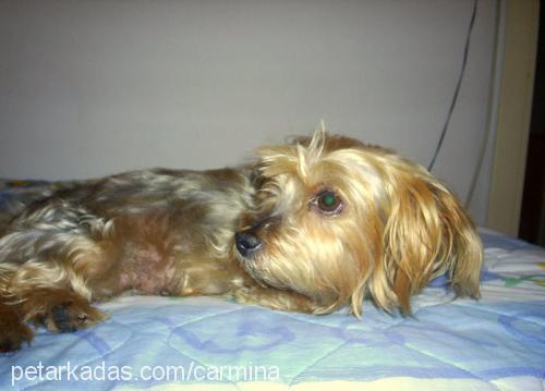 boncuk Dişi Yorkshire Terrier